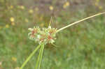 Drummond's sedge